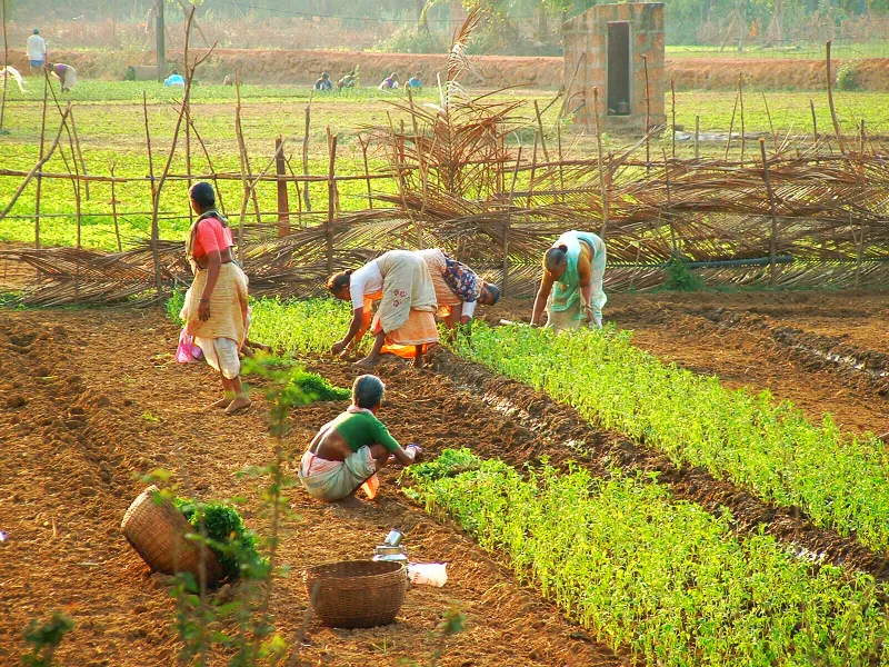 SHG group farming goa