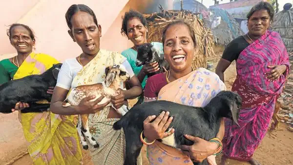 jharkhand women with goats