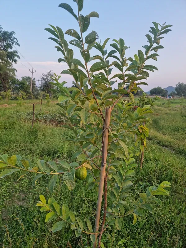 CHHATARPUR FRUIT FOREST 02