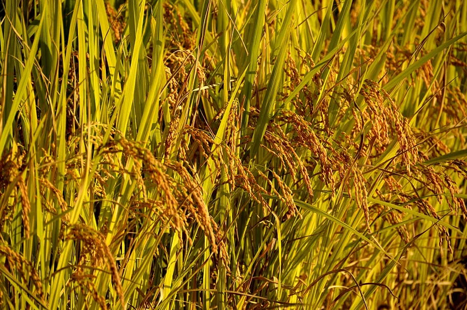 brown rice farming