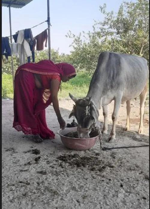 VIDISHA DAYA ANIMAL HUSBANDRY.