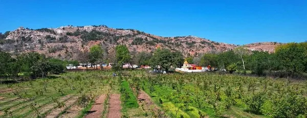 CHHATARPUR FRUIT FOREST 01