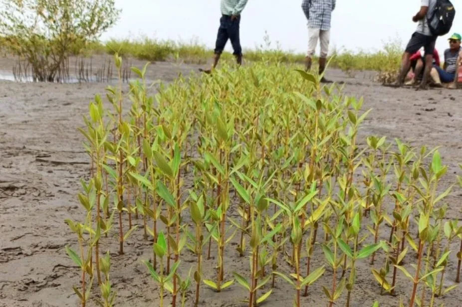 adani foundatio helping save mangrove gujarat