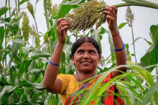 millet cafe in chhattisgarh