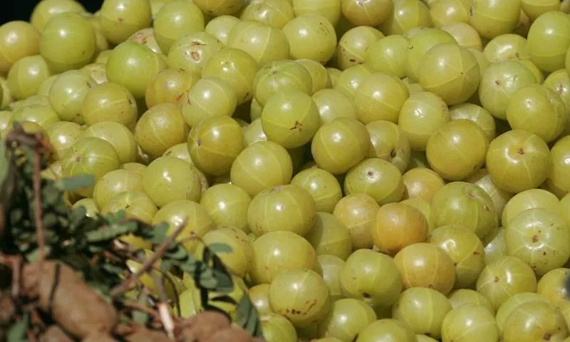 amla 01