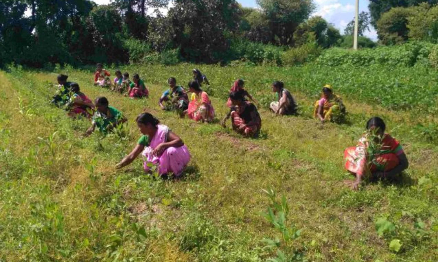 guiness world record for planting trees in odissa