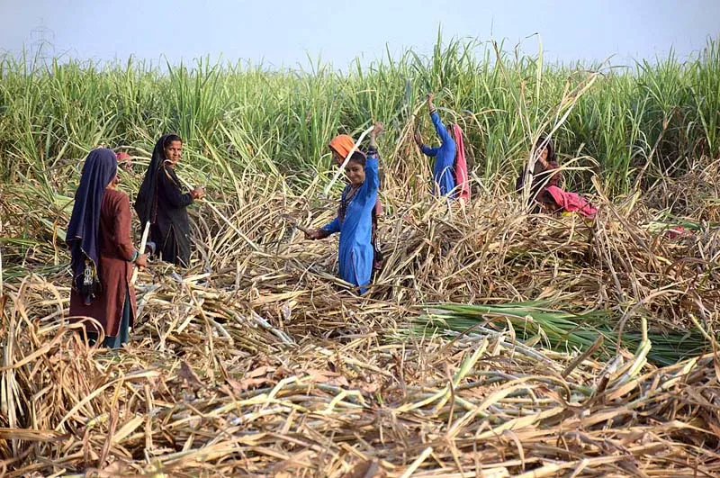 Sugarcane field news