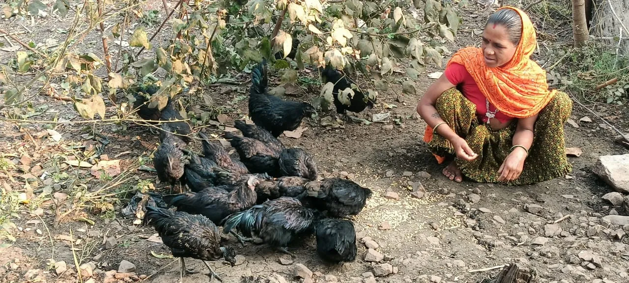 Kadaknath eggs 