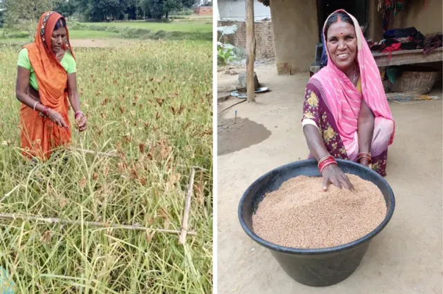 millet women crop