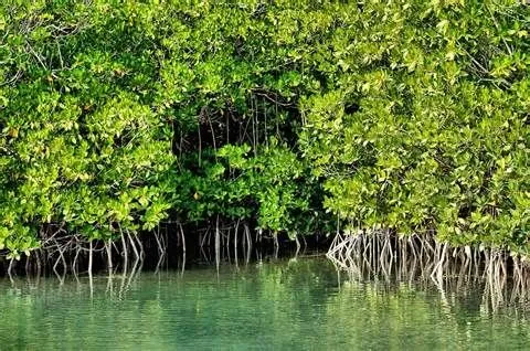 Mangrove Plantation to save Sunderbans