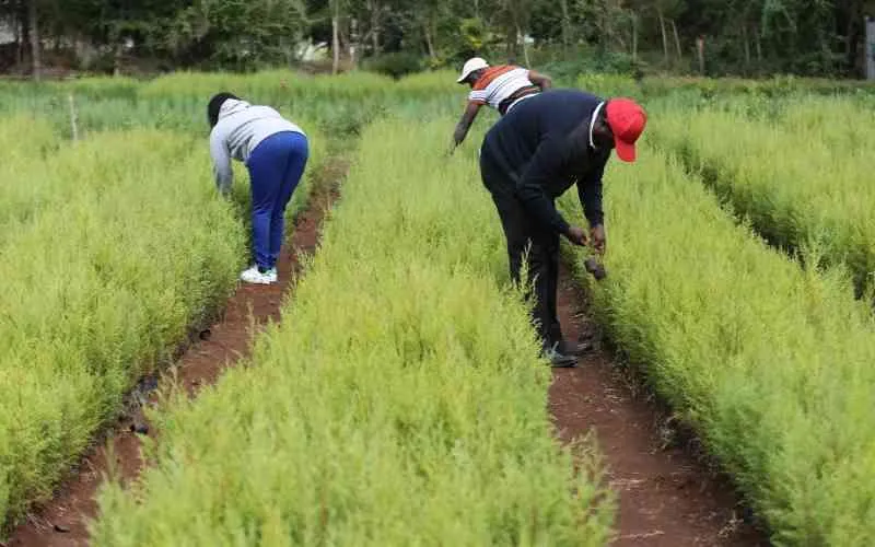  15 billion trees in Kenya