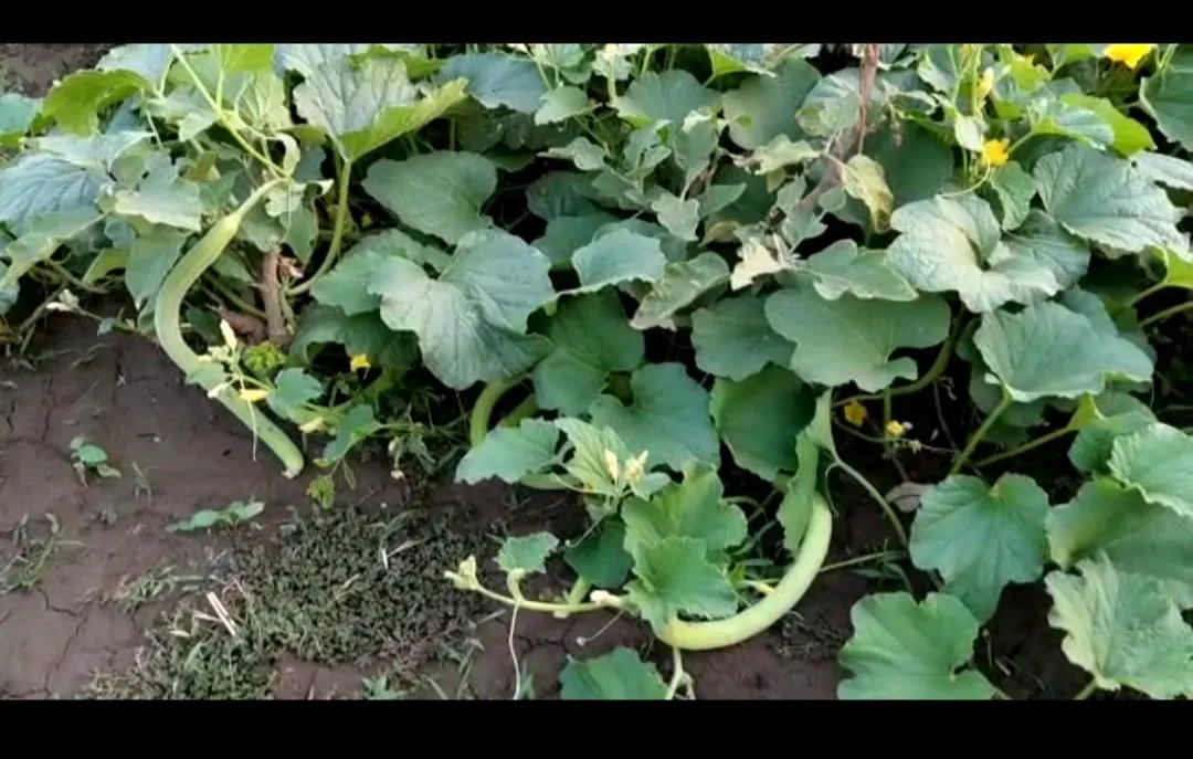 cucumber farming by SHG women