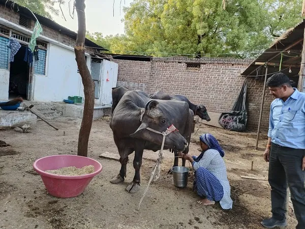 khargone likkhi animal husbandry 600