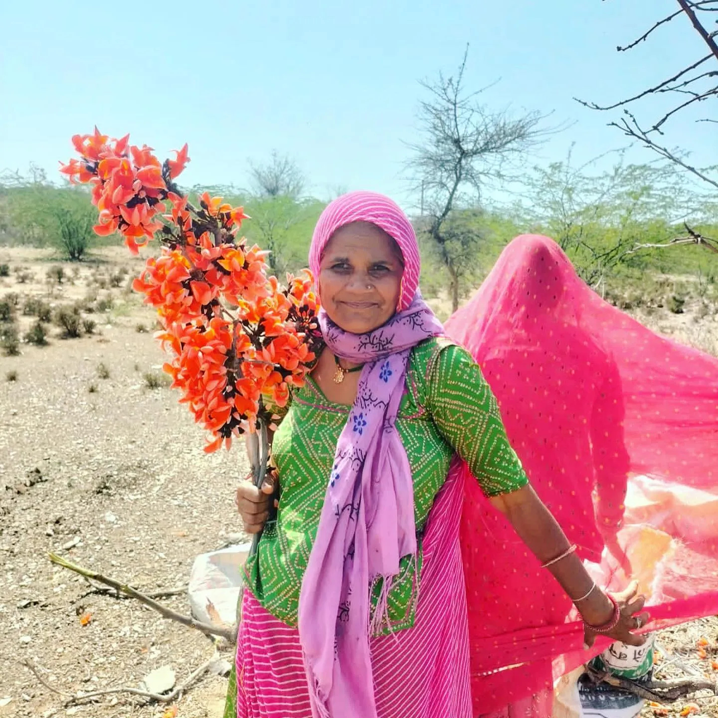 holi colours organic in jaipur