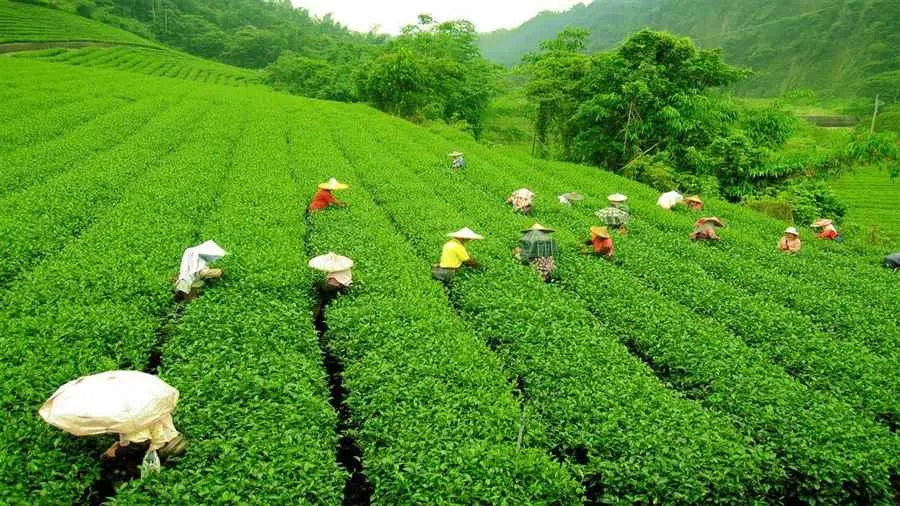 Tea Estate chattisgarh