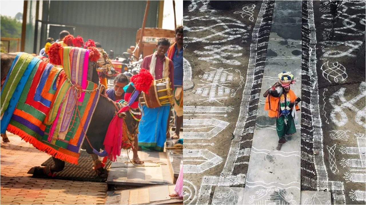 Makar sankranthi  festival