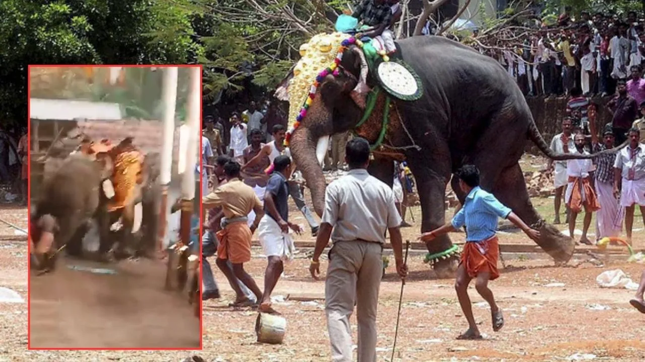 Elephant rampage Kerala temple festival
