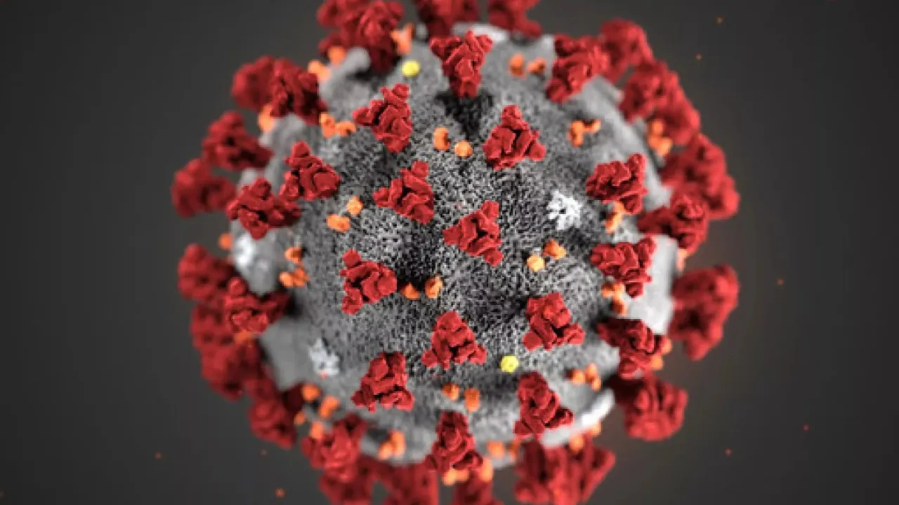 Chinese team finds new bat coronavirus