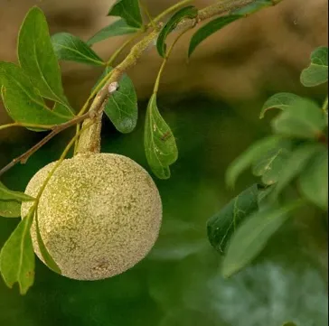 wood apple (velagapandu)