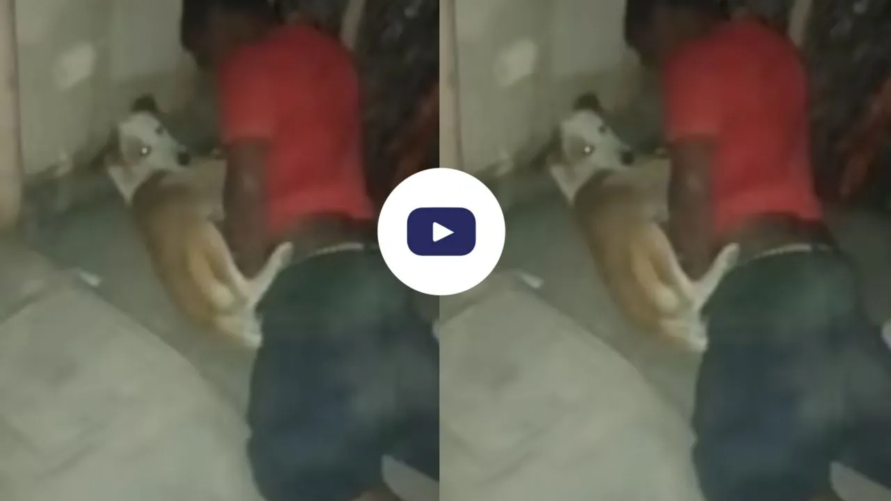 delhi man raping female dogs