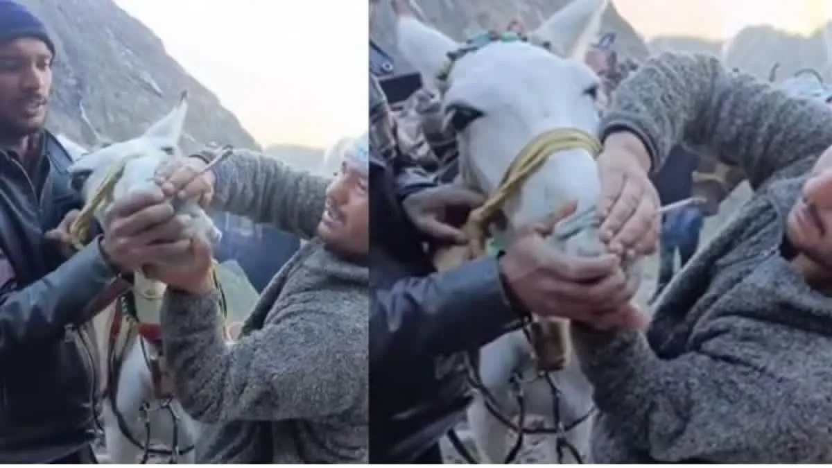 Cruelty to horses in Kedarnath 
