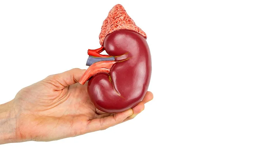 andhra-pradesh-eluru-women-sells-kidney-for-rupees-7-lakh-receives-only-rs-5-lakh-mediator