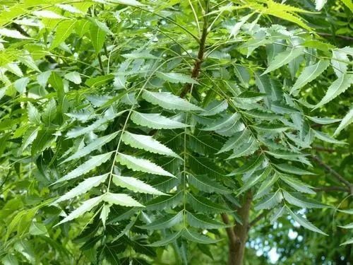 lifestyle-home-remedies-what-is-the-benefits-of-neem-and-turmeric-balls-health-tips-follow-regular