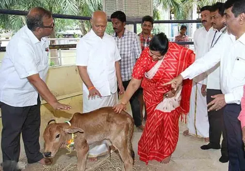 tirupati-embryo-transfer-procedure-successful-in-sv-animal-hospital-padmavati-is-the-name-of-the-born-calf