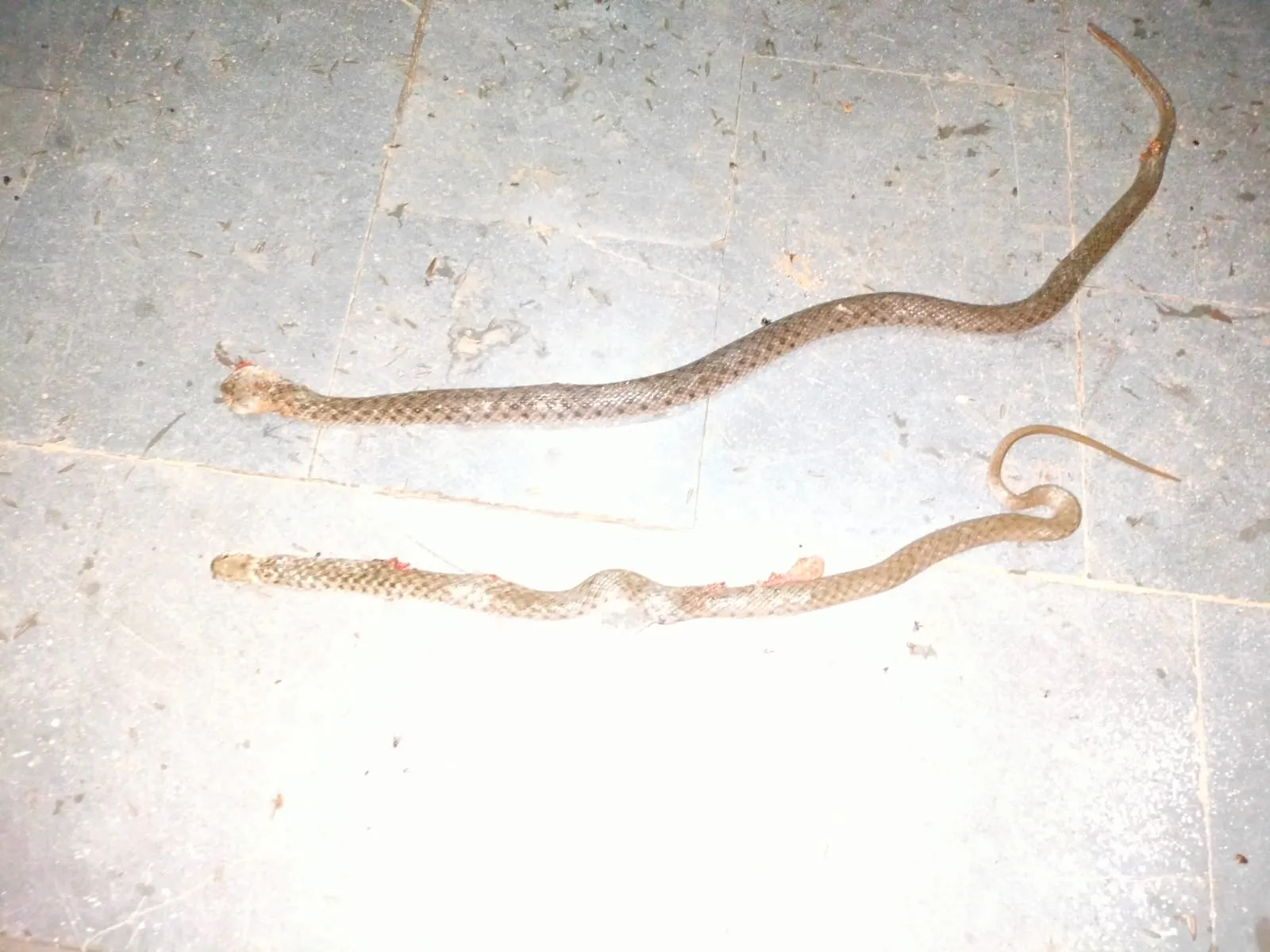 A snake was disturbed in the classroom..it bit a student<br />
