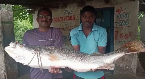 Another huge festival of fish is available in the sea 