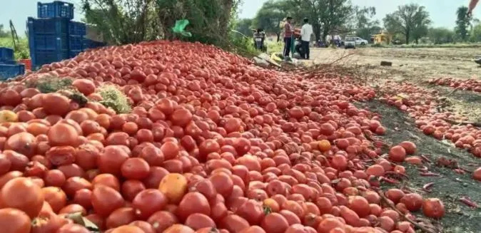 Distribution of tomatoes under the leadership of TDP leader Buddha Venkanna 
