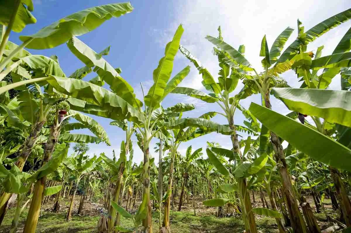 Organic banana farming