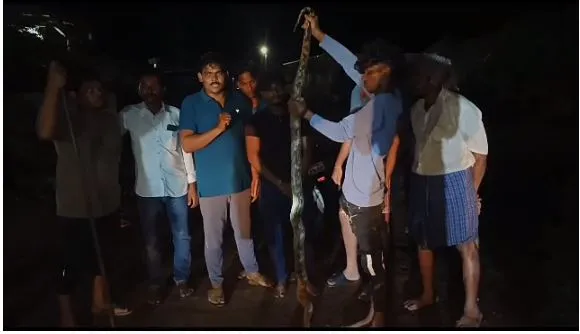 When it gets dark in Kakinada district venomous snakes enter the roads