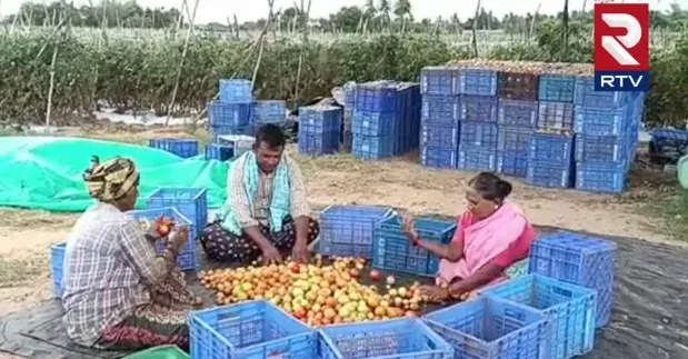 ap-news-chittoor-district-tomato-sale-get-money-rs-4-crores-farmer 