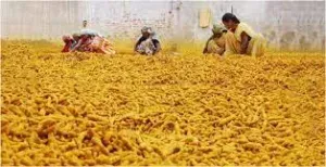 Around the yellow board..Nizamabad politics..Who will the farmers send to Parliament this time?? Arvind Doutena..! Kavitha again in the field!!