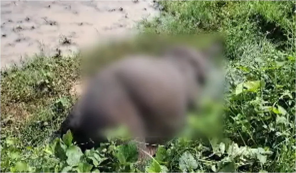 The major causes of elephant deaths in Assam