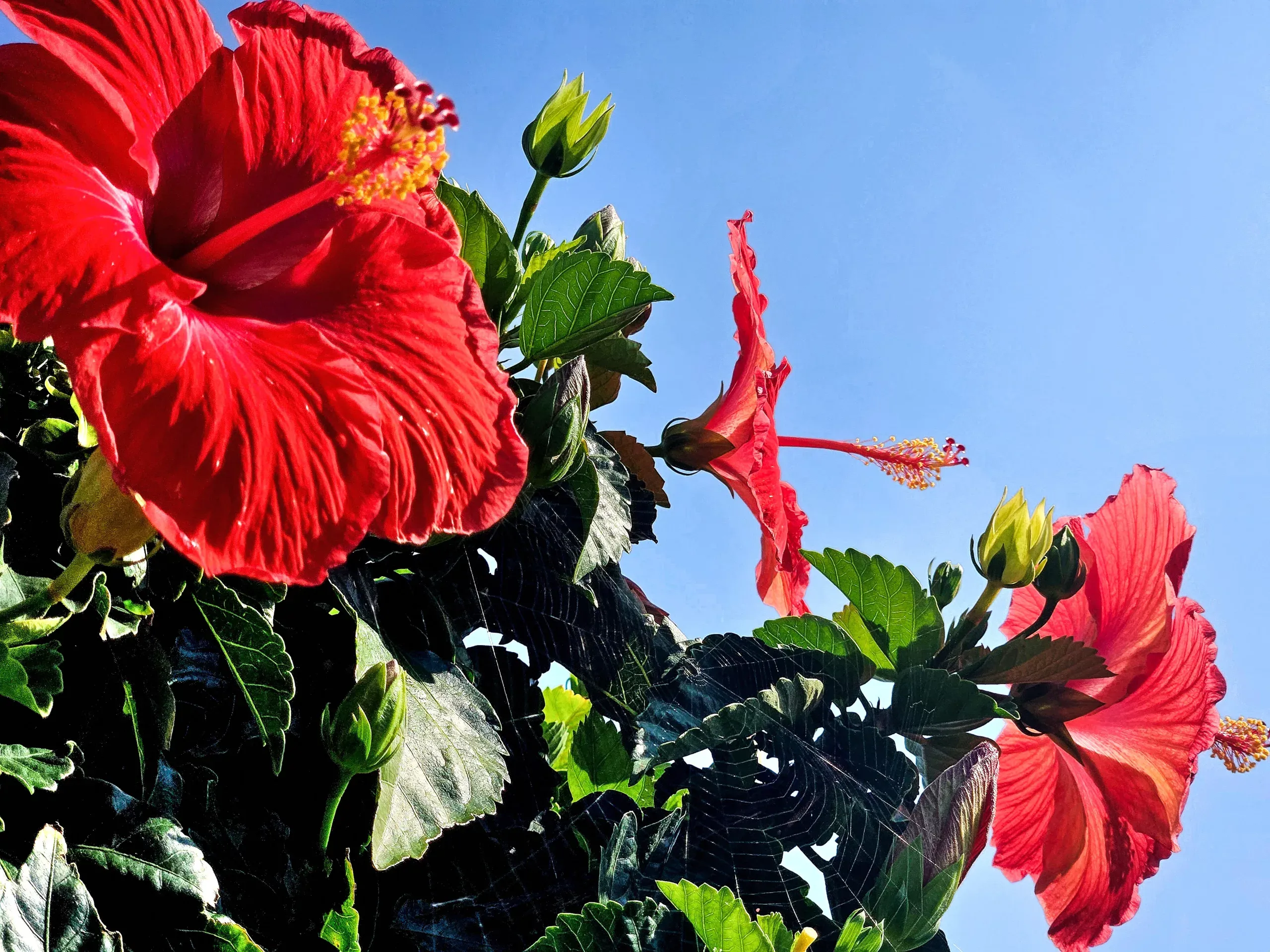 hibiscus flowers (4)