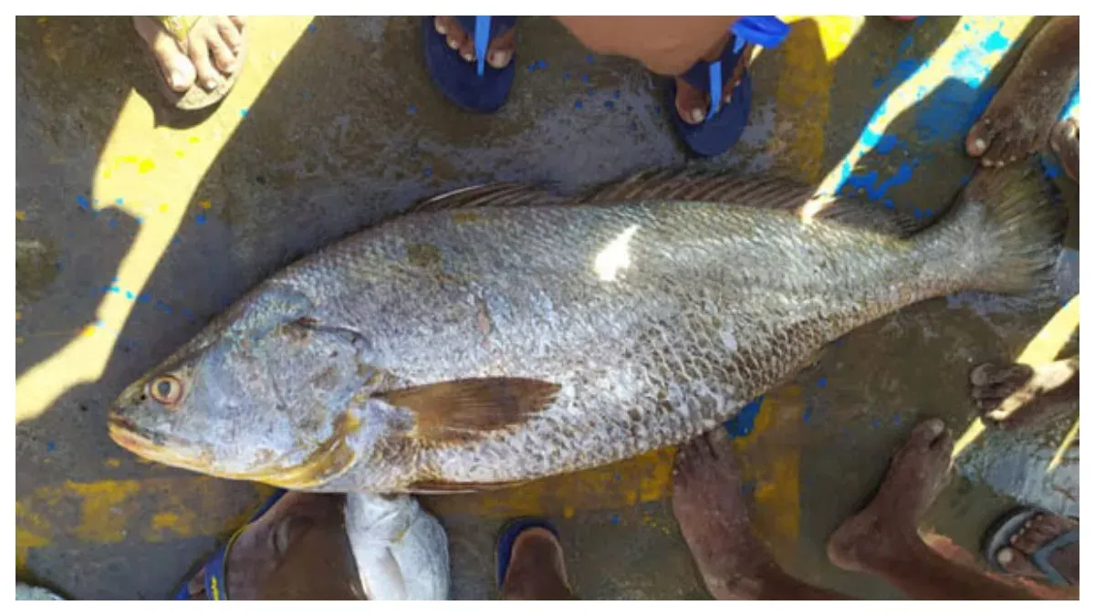 Kachidi Fish