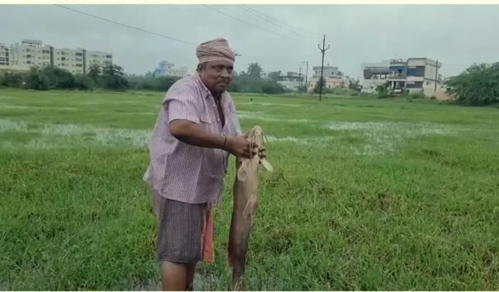 For Joruvans, fish are fish in the crop fields 