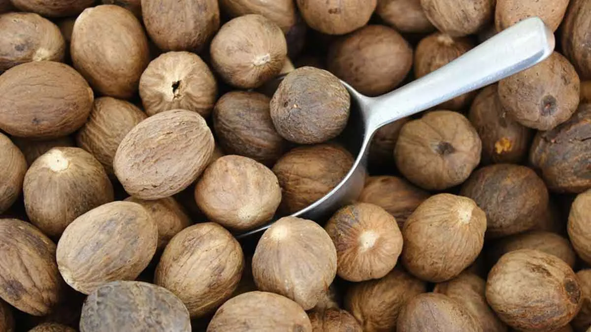 life-style-health-tips-amazing-benefits-of-nutmeg-powder-useful-anti-acidents1