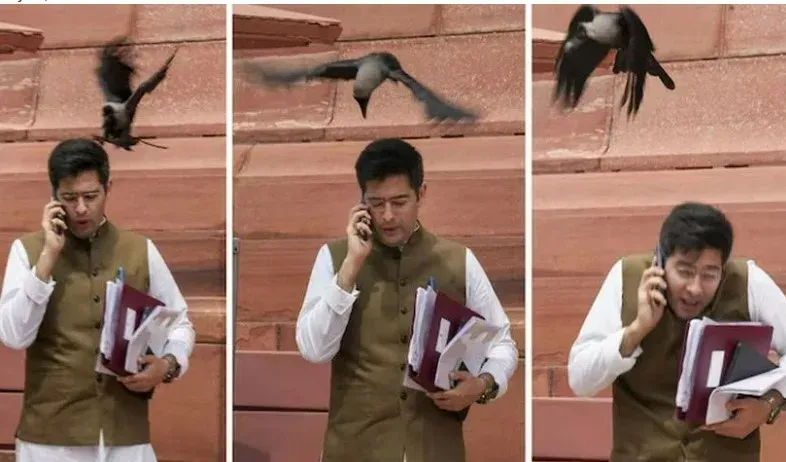 rajya sabha mp raghav chadda attacked by crow outside parliment