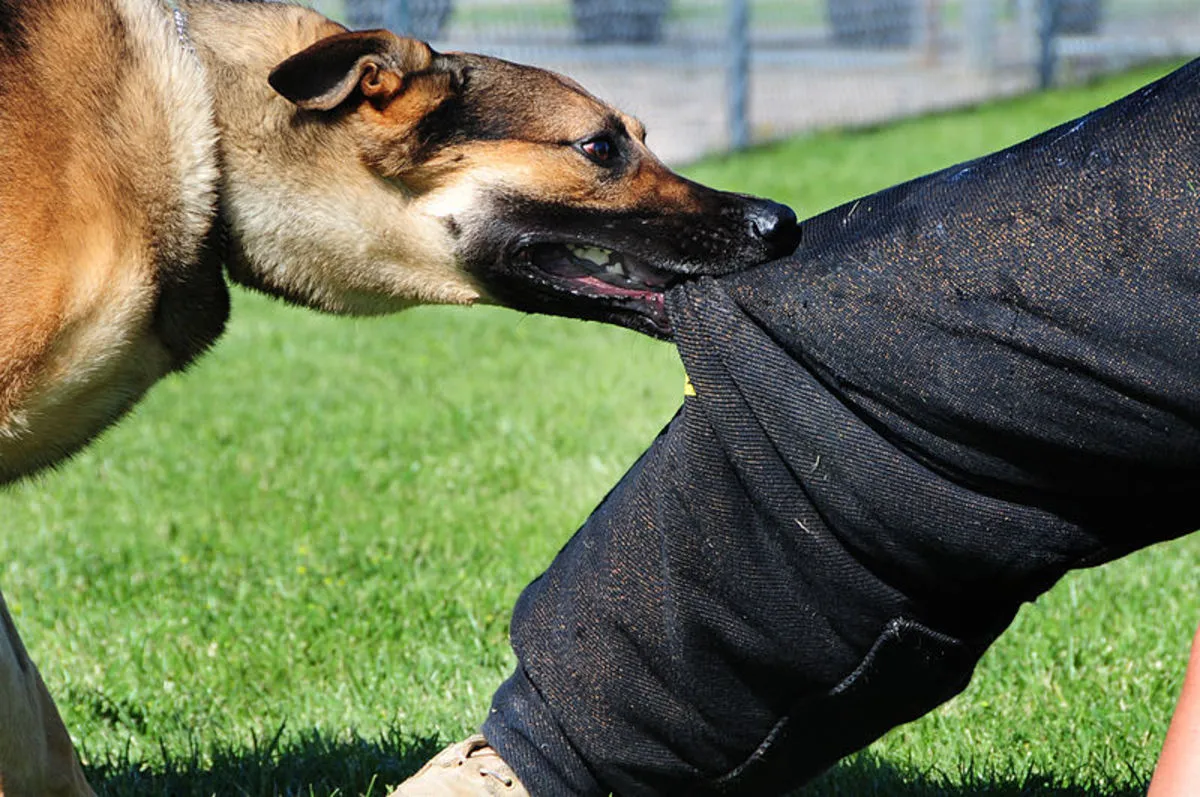 telangana-state-warangal-urban-dog-attacks-warangal-stray-dog-attacks-boy-died