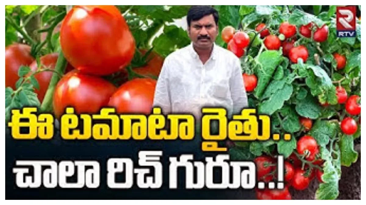 Tomato Farmer