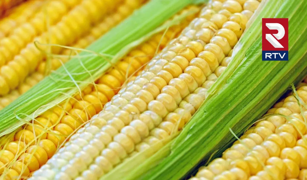 lifestyle-health-tips-corn-maize-cholam-health-benefits-nutrition-uses-for-skin-and-hair-recipes-side-effects 