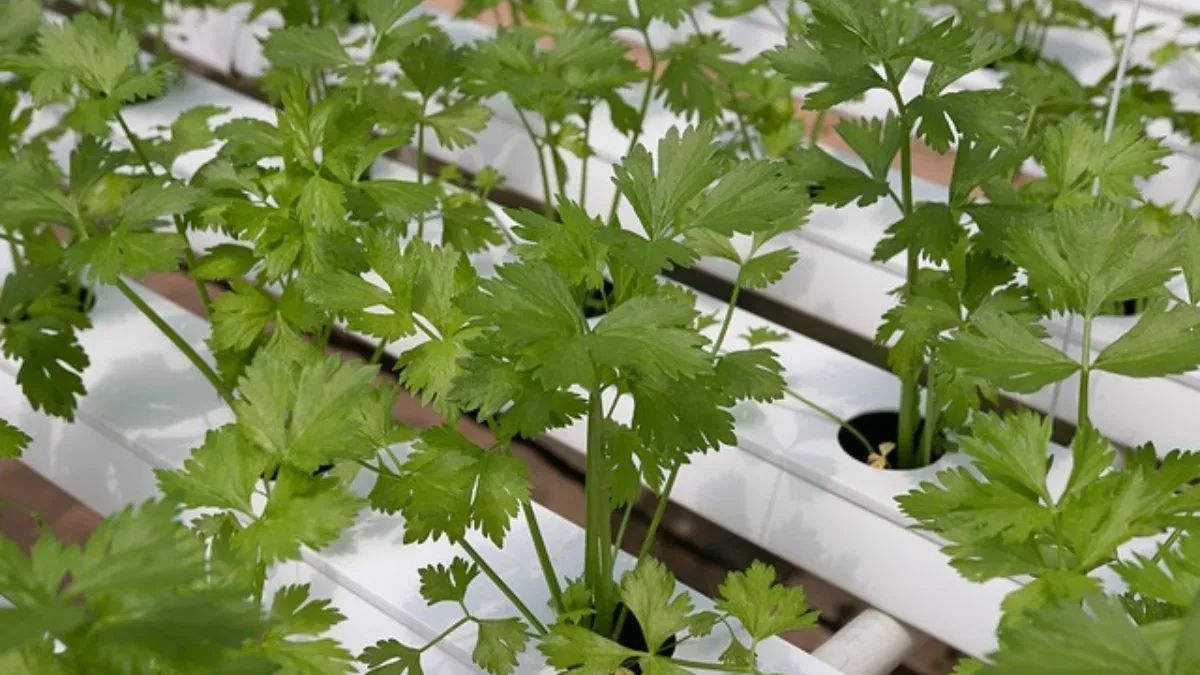 Some problems can be checked with coriander