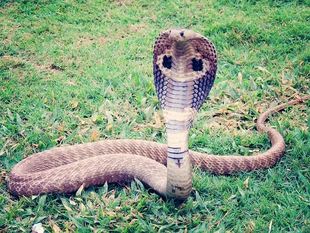 Snake Dream (1)