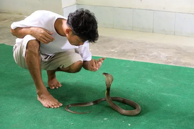 Snake Dream (12)