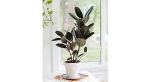 Rubber Plant