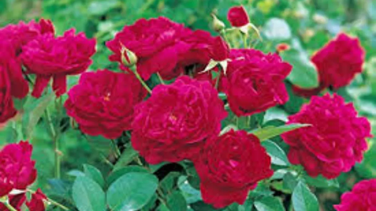 If you do this rose plant every branch flowers