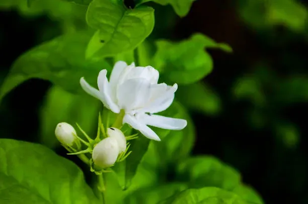Arabian jasmine, jasmine tea flower